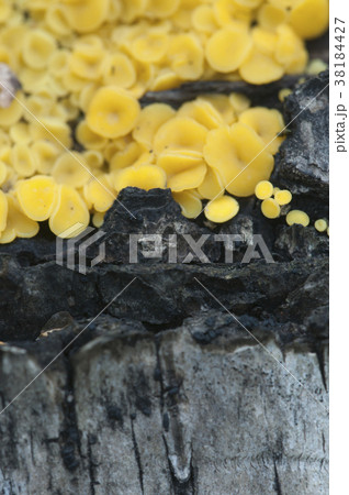Bisporella citrina [Calycella citrina] 38184427