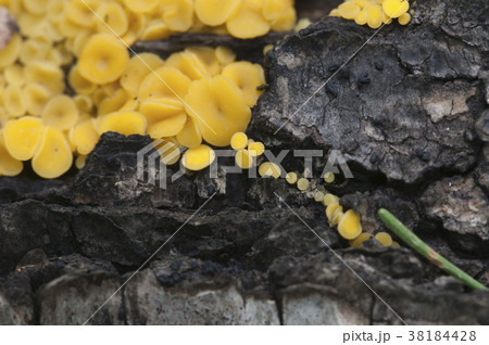 Bisporella citrina [Calycella citrina] 38184428