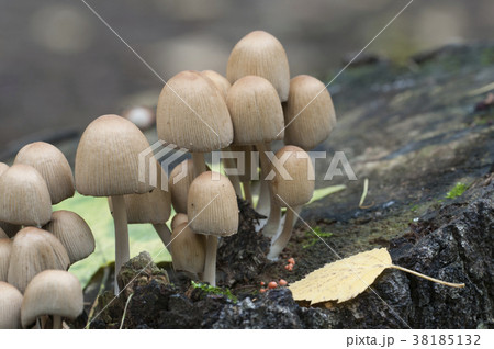 Mushrooms (Coprinus disseminatus) on a stump 38185132