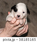 Very cute white-black puppies. 38185165