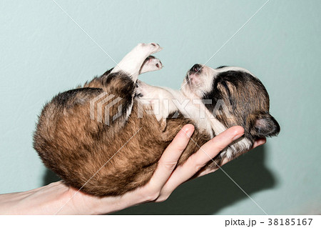 Red-haired with black dog 38185167