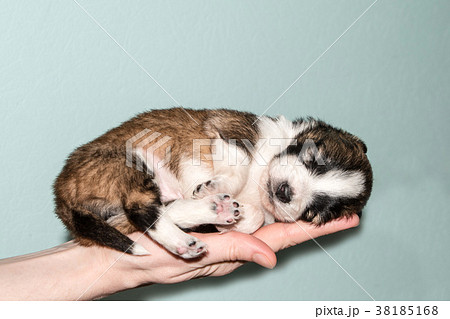 Red-haired with black dog 38185168