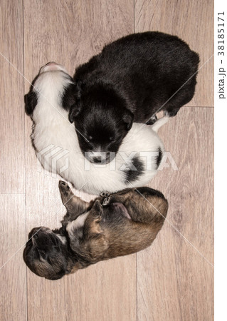 Red-haired with black dog Red-haired with black dog 38185171