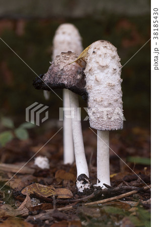Coprinus comatus mushrooms Coprinus comatus mushrooms 38185430