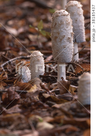 Coprinus comatus mushrooms Coprinus comatus mushrooms 38185437