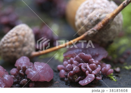 Ascocoryne sarcoides mushrooms 38185608