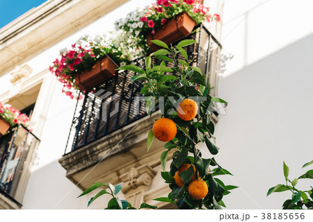 Orange tree against balcony decorated with 38185656