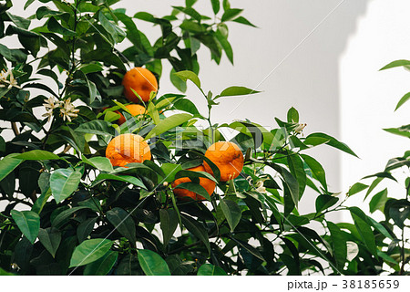 Low angle view of orange tree against white wall Low angle view of orange tree against white wall 38185659