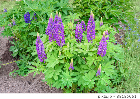 Blooming lupine flowers on flower bed 38185661
