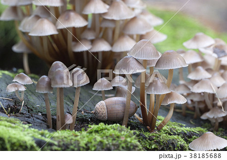 Mushrooms (Mycena inclinata) on a stump Mushrooms (Mycena inclinata) on a stump 38185688