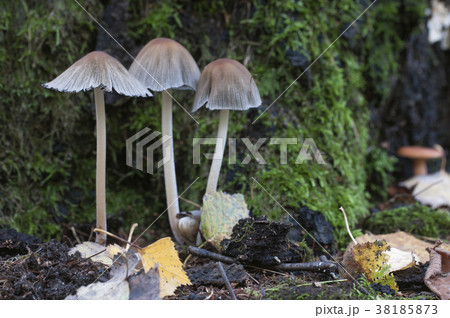 Coprinus atramentarius mushrooms Coprinus atramentarius mushrooms 38185873