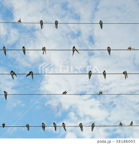 Flock of swallows on blue sky . 38186005