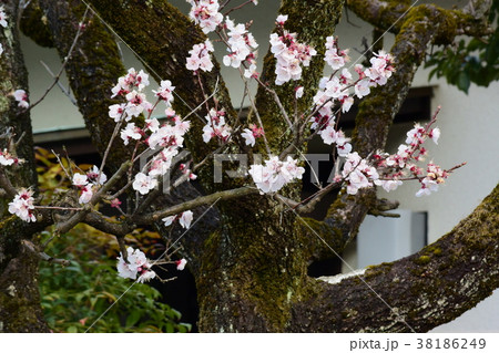 梅のツボミ 38186249