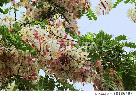 Cassia javanica, pink shower or apple blossom tree 38186497