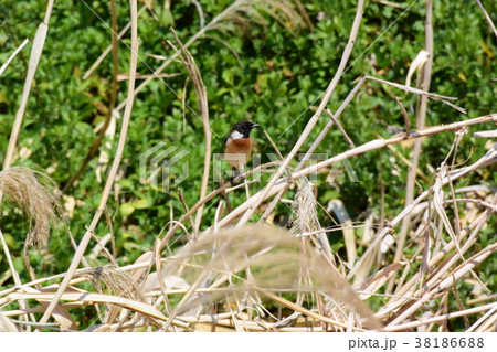 草むらの、ノビタキ 草むらの、ノビタキ 38186688