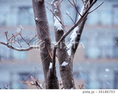 降りしきる雪と枯れた木の風景 降りしきる雪と枯れた木の風景 38186703