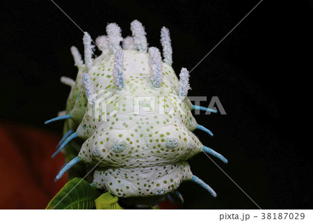 Atlas Moth, Attacus atlas head shot, Mumbai Atlas Moth, Attacus atlas head shot, Mumbai 38187029