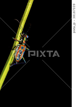 Tiger Beetle, Cicindelinae, Agumbe, Karnataka Tiger Beetle, Cicindelinae, Agumbe, Karnataka 38187039