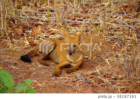 Indian Wild Dog, Cuon alpinus, Tadoba-Andheri Indian Wild Dog, Cuon alpinus, Tadoba-Andheri 38187161