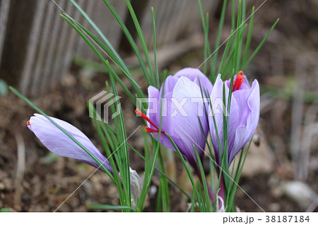 サフラン 38187184