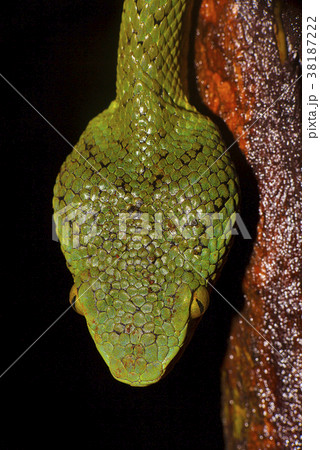 Bamboo Pit Viper, Trimeresurus gramineus, dorsal 38187222