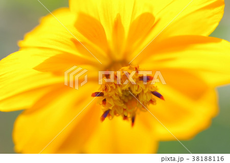 秋 黄色コスモス 秋 黄色コスモス 38188116