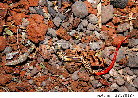 Writhing skink, Lygosoma punctata, Pune 38188137