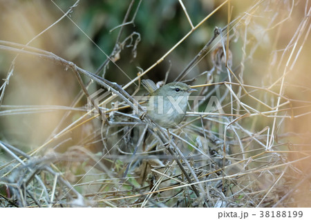 特大のウグイス 38188199