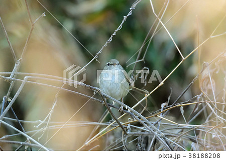 特大のウグイス 38188208