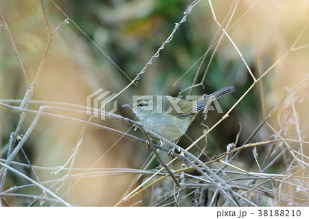 特大のウグイス 38188210