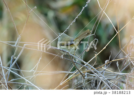 特大のウグイス 特大のウグイス 38188213