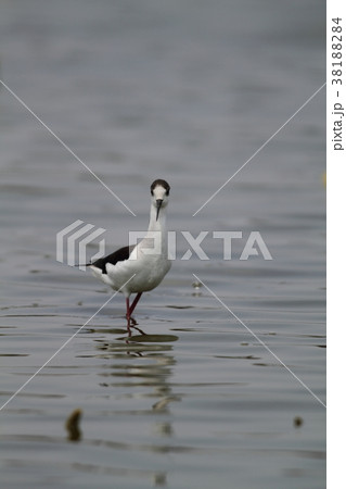 セイタカシギ 38188284