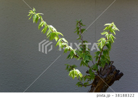 早春の新芽、新緑 早春の新芽、新緑 38188322