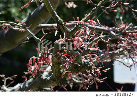 早春の新芽、新緑 早春の新芽、新緑 38188327