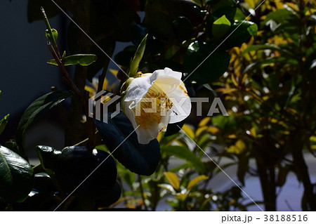 春の新緑、新芽 春の新緑、新芽 38188516