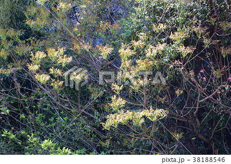 春の新緑、新芽 春の新緑、新芽 38188546