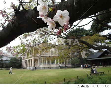旧岩崎邸庭園の桜 38188649