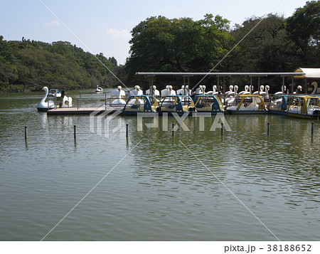 井の頭公園のボート 井の頭公園のボート 38188652
