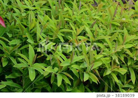 新緑、新芽 38189039