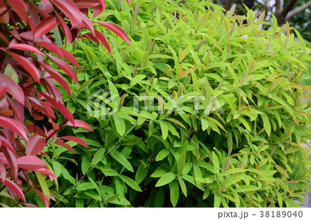 新緑、新芽 新緑、新芽 38189040