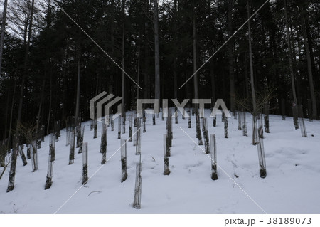 獣害対策ネットで覆われた植樹 38189073