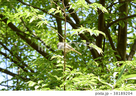 春を呼ぶ、ウグイス 38189204