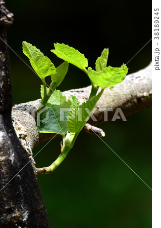 春の新芽、新緑 春の新芽、新緑 38189245