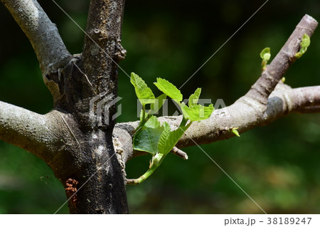 春の新芽、新緑 春の新芽、新緑 38189247