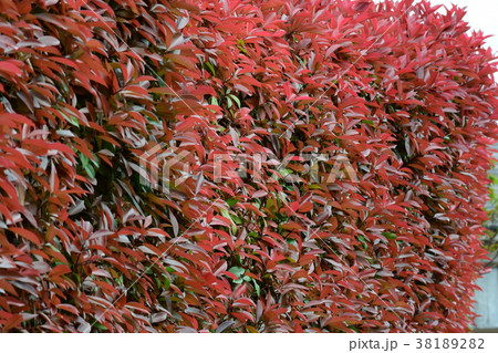 春の新芽、新緑 春の新芽、新緑 38189282