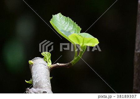 春の新芽、新緑 春の新芽、新緑 38189307