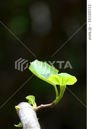 春の新芽、新緑 春の新芽、新緑 38189313