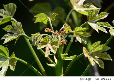 春の新芽、新緑 春の新芽、新緑 38189333
