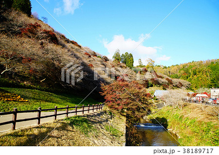 小原四季桜 桜 紅葉 愛知県 小原四季桜 桜 紅葉 愛知県 38189717