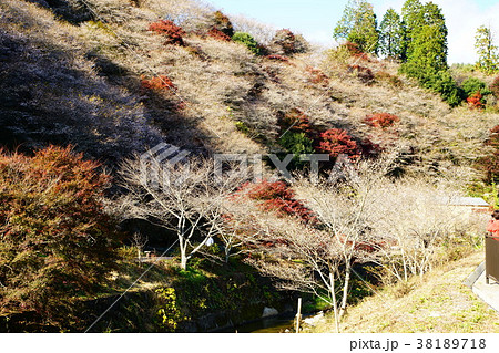 小原四季桜　桜　紅葉　愛知県 38189718